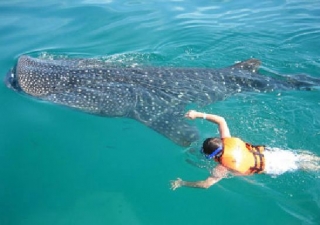  在鲸鲨水域浮潜 